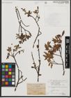 Foto von Salix waldsteiniana Willd.